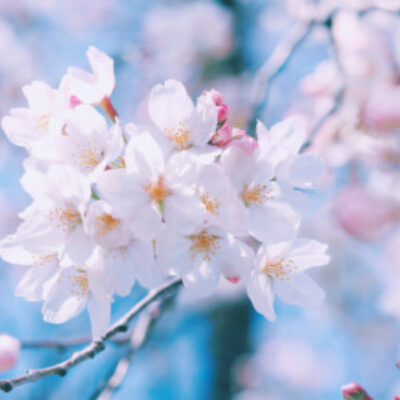 斎藤 はるか さんのプロフィール写真