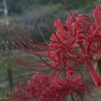 小髙 葉月 さんのプロフィール写真
